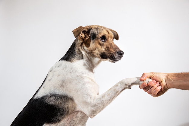 Zampa di cane e mano umana che fanno una stretta di mano