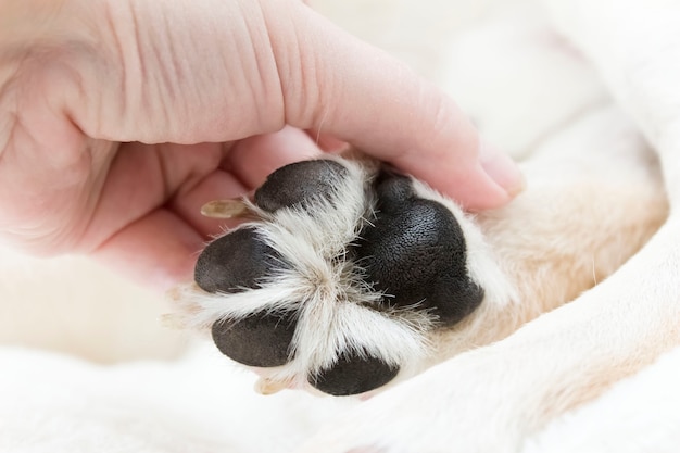 Zampa di cane sul tema della cura degli animali domestici.