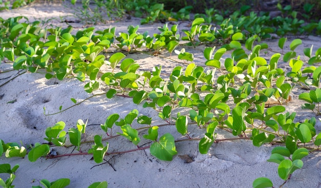 Zampa di capra rampicante su terreno sabbioso, ha buone proprietà medicinali.