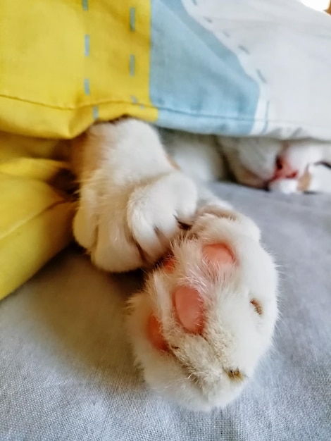 Zampa di gatto da vicino. Riposo dell'animale domestico. Morbido piede di gatto. Foto di alta qualità