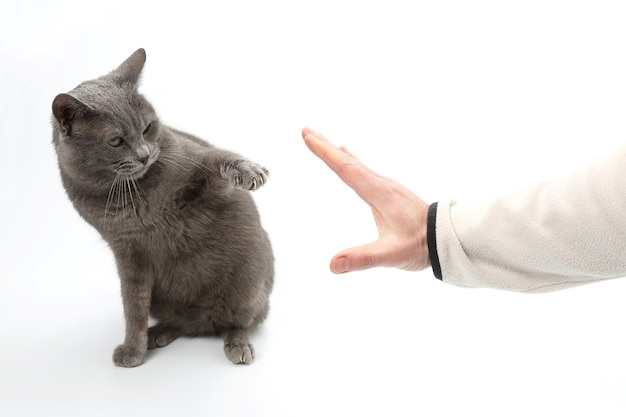 Zampa di gatto grigio con artigli distesi, entra nel palmo di una persona