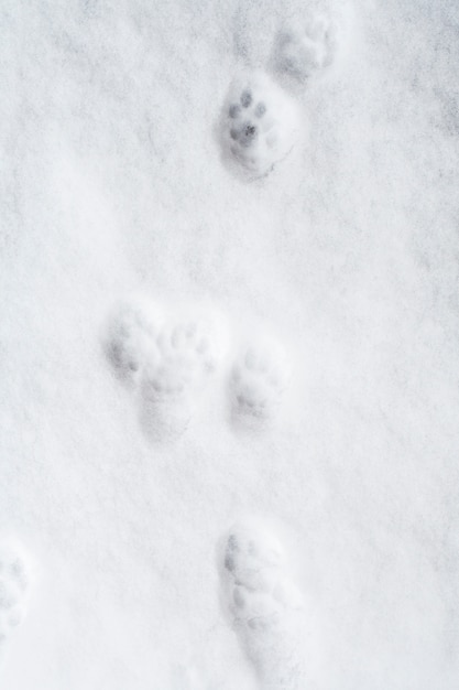 Zampa di gatto stampe sulla neve.