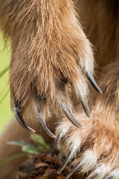 Zampa di orso bruno con artigli affilati