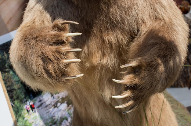 Zampa di orso bruno con artigli affilati