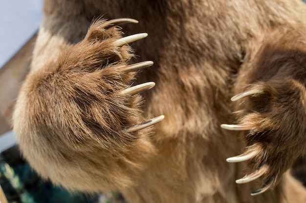 Zampa di orso bruno con artigli affilati