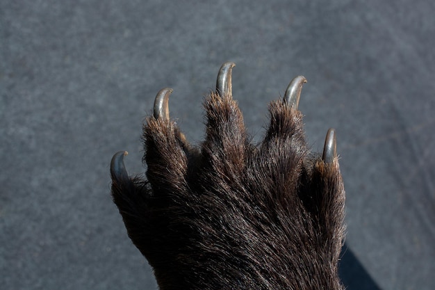 Zampa di orso nero con artigli affilati in vista