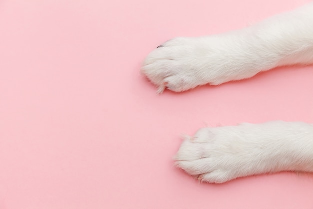 Zampe bianche del cucciolo di cane isolate su fondo d'avanguardia pastello rosa