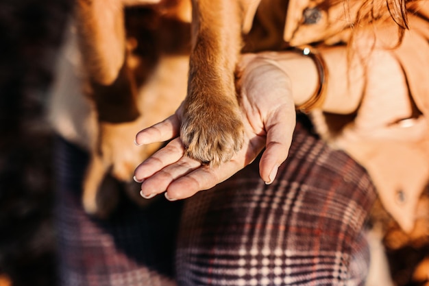 Zampe di cane con mani umane da vicino Donna a piedi con un piccolo cane inglese cocker spaniel cucciolo nel parco autunnale Pet amore amicizia fiducia aiuto tra il proprietario e il cane