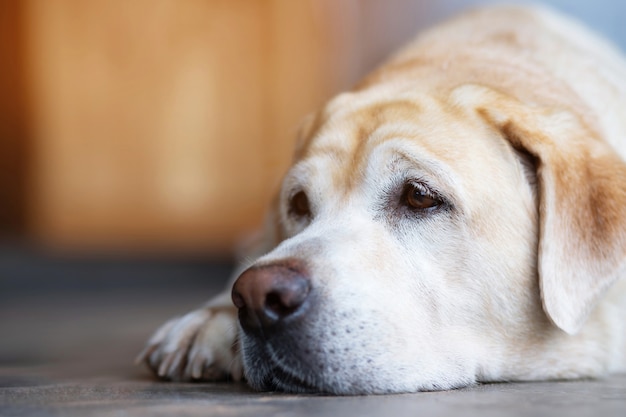 Zampe di cane con una macchia a forma di cuore e mano umana