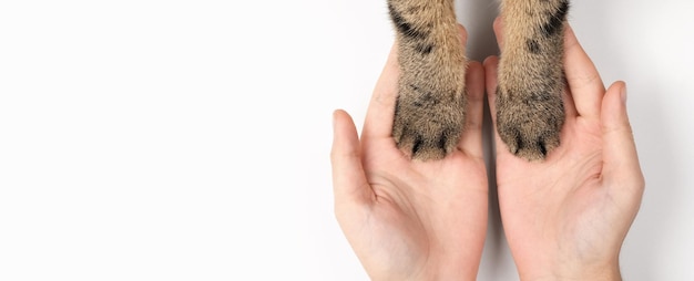 Zampe di gatto nelle mani delle donne. Il concetto di prendersi cura degli animali domestici. Sfondo bianco, vista dall'alto, banner.