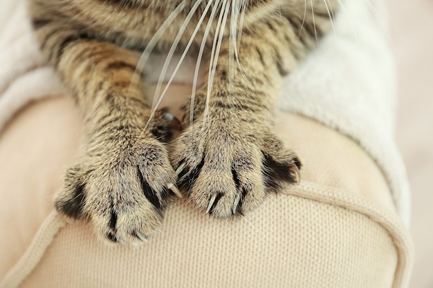 Zampe di gatto soriano sullo schienale