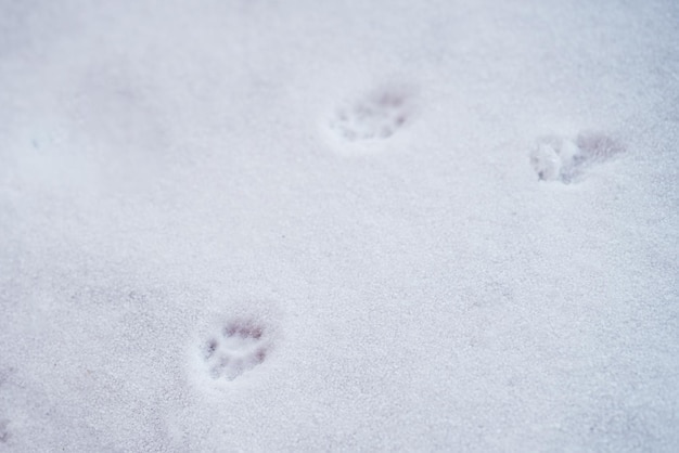 Zampe di gatto sulla neve Tracce di zampa di gatto su una terrazza in legno innevata Animali domestici che esplorano all'aperto in inverno