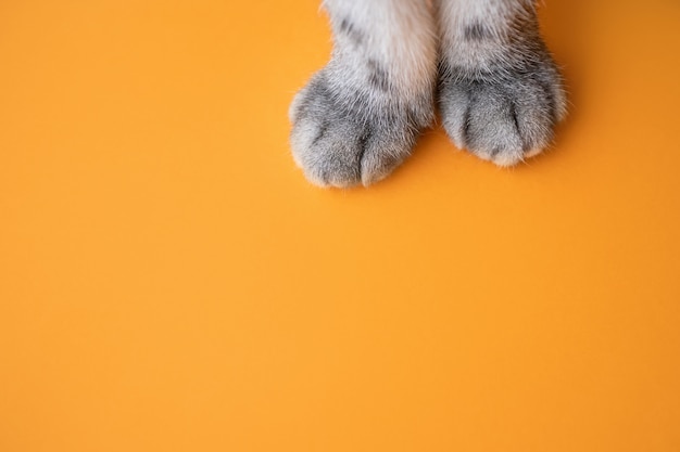 Zampe di un gatto grigio su uno sfondo arancione.