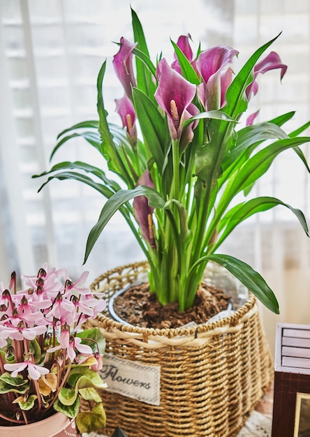 Zantedeschia etiope o calla viola in vaso in interni domestici