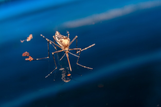 Zanzara adulta sull'acqua - mosca di diptera dell'insetto appena nata