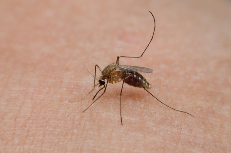 Foto zanzara che succhia il sangue sulla pelle umana