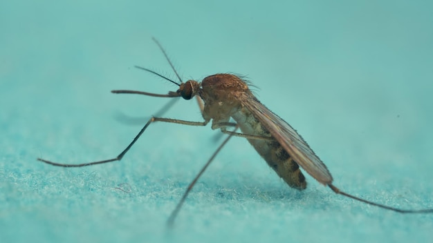 Zanzara in posa su un panno azzurro