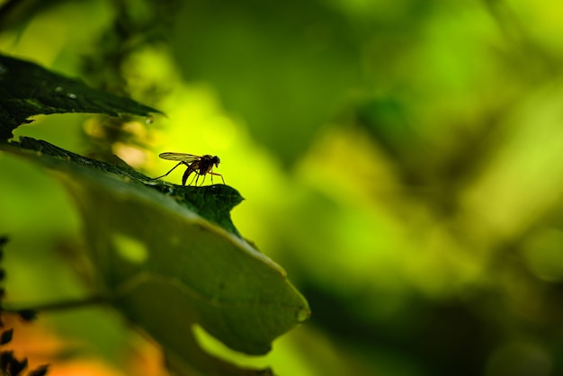 Zanzara su una foglia su un verde