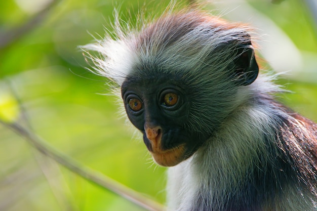 Zanzibar colobus rosso nella giungla