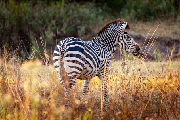 Zebra africana nell'erba alta