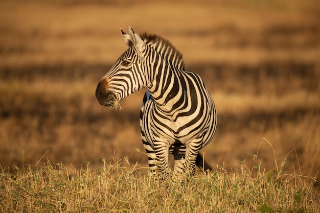 Zebra al sole del mattino