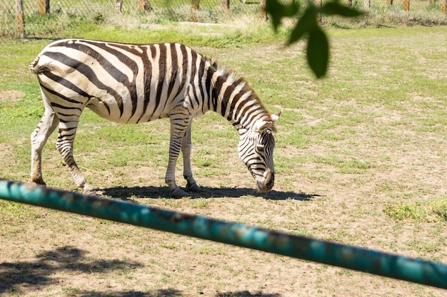 Zebra Animale erbivoro africano che pasce sull'erba della steppa