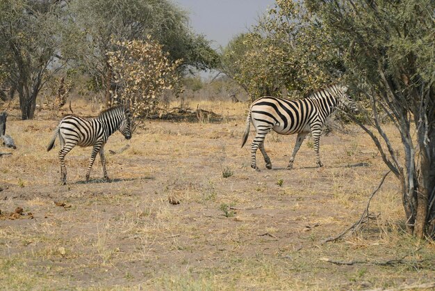 zebra che beve in un pozzo d'acqua Namibia Africa