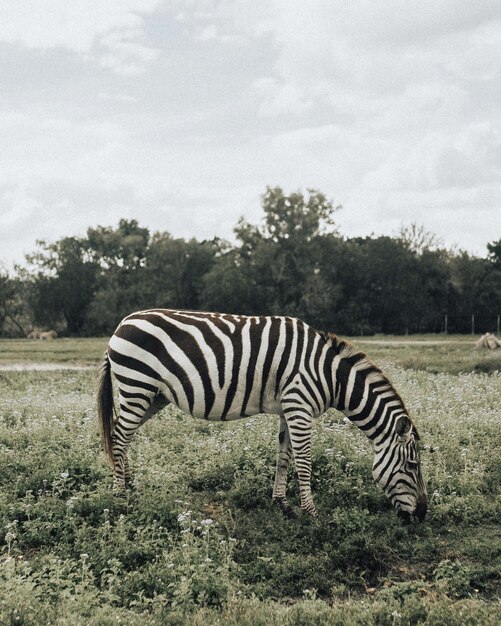 zebra che beve in un pozzo d'acqua Namibia Africa