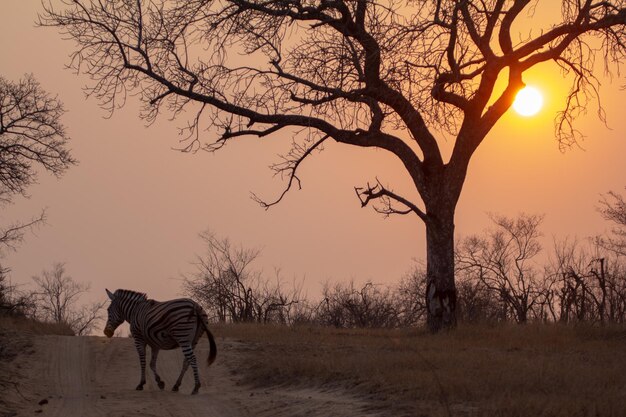 Zebra che cammina sul campo contro gli alberi nudi durante il tramonto