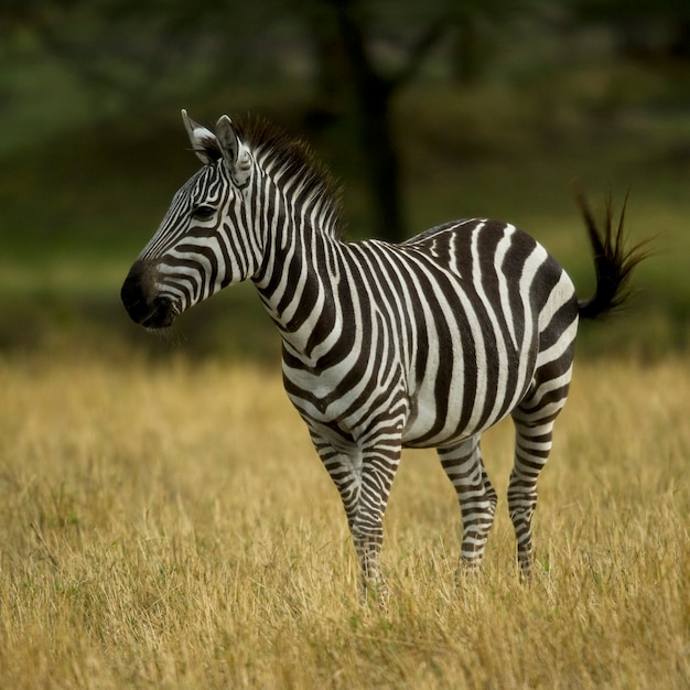 Zebra che sta nel campo nel Serengeti, Tanzania, Africa