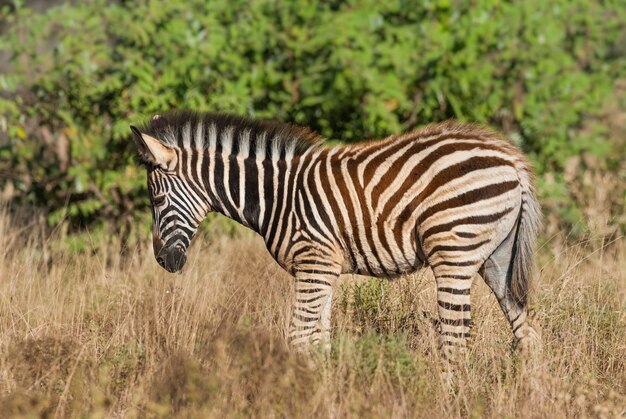 Zebra comune Kruger National Park Sud Africa