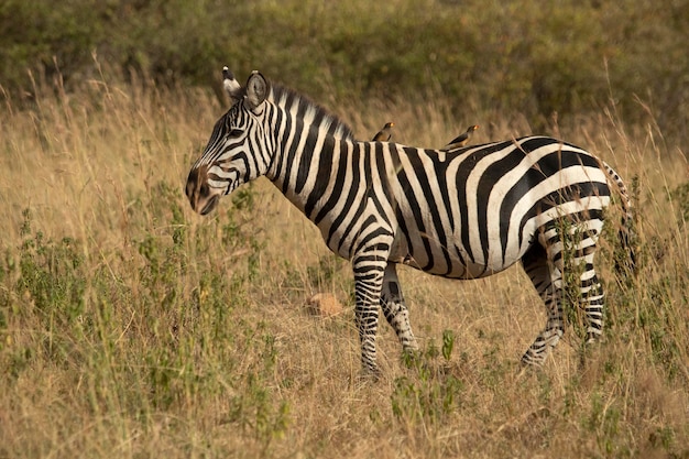 zebra comune nelle praterie della savana africana con l'ultima luce del giorno