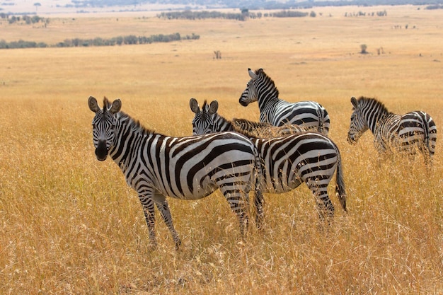 zebra comune nelle praterie della savana africana con l'ultima luce del giorno