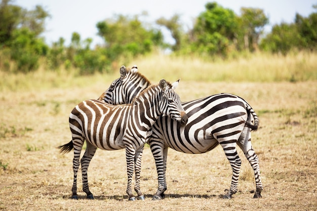 Zebra coppia in Africa savana. Parco Nazionale Masai Mara, Kenya