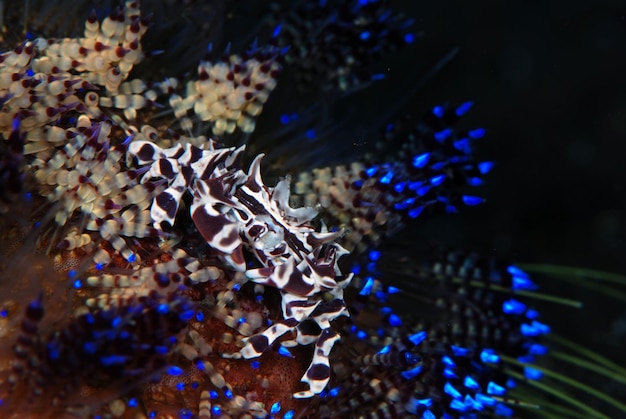 Zebra Crab - Zebrida adamsii vive su un riccio di mare infuocato. Macro vita subacquea di Bali.