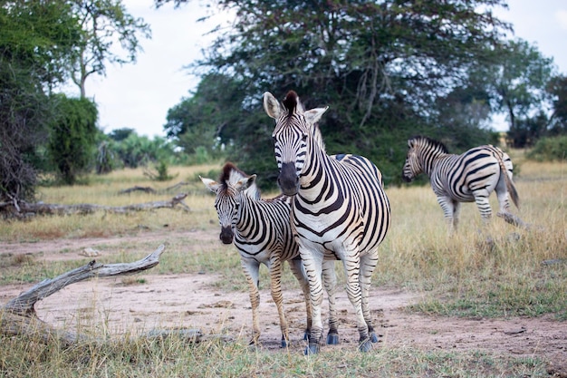 Zebra delle pianure nel parco nazionale di Kruger Sud Africa