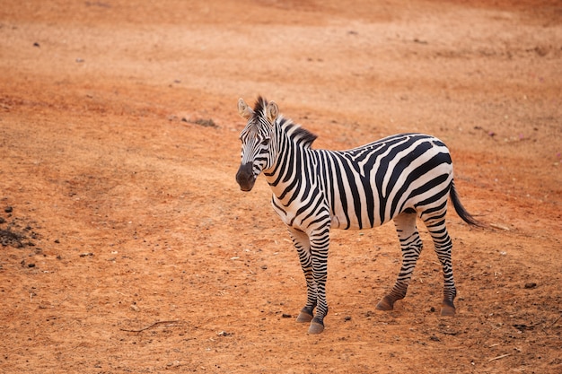 Zebra di Burchell su terreno asciutto rosso