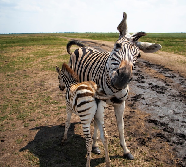 Zebra giovane e famiglia madre che stanno insieme Zebra gira la testa in una posa divertente