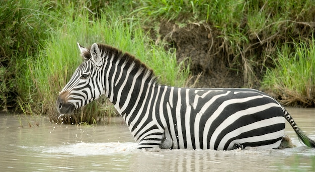Zebra in acqua