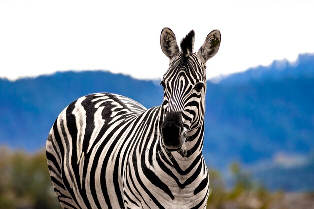 Zebra in piedi contro un cielo limpido