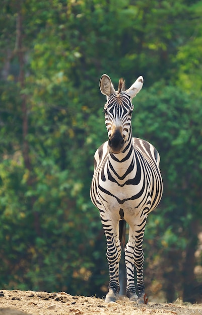 Zebra in piedi da sola