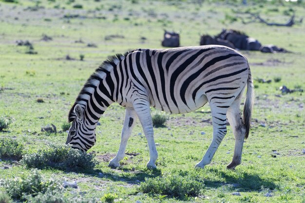 Zebra in piedi sull'erba