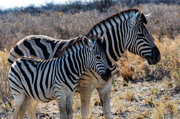 Zebra in piedi sulla terraferma