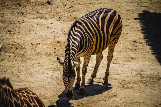 zebra in un parco zoologico, strisce a fantasia di pelle