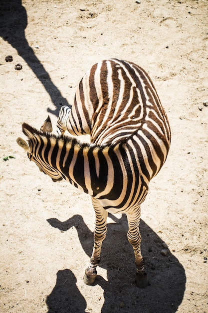 zebra in un parco zoologico, strisce a fantasia di pelle