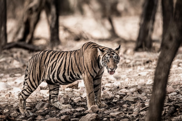 Zebra in una foresta