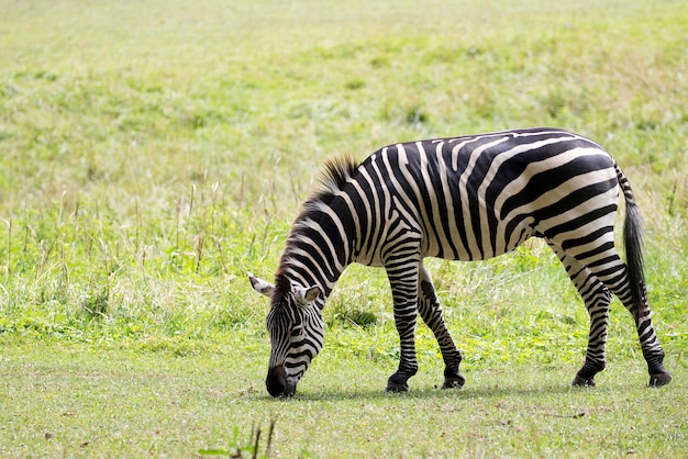 Zebra in una radura