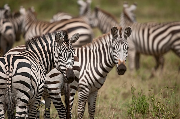 Zebra nel parco nazionale del serengeti