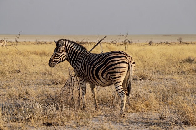 Zebra nel parco nazionale di Etosha - Namibia