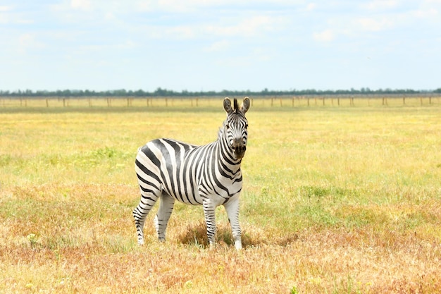 Zebra nel santuario della fauna selvatica il giorno d'estate